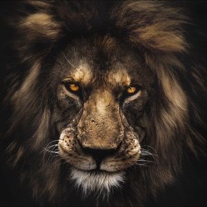 Meet your Posher, Carl